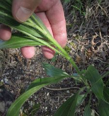 Echinacea angustifolia