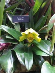 Paphiopedilum