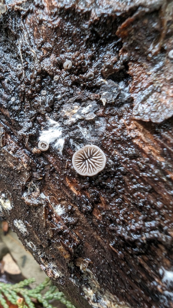 Resupinatus applicatus · April 2024 · photo: © atsushi_nakajima_cirque (iNaturalist, cc-by)