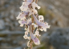 Delphinium wootonii