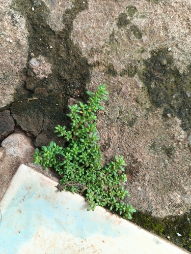 Artillery Plant