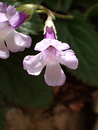 Image of Haberlea rhodopensis by (c) Dr. Guido Bohne, some rights reserved (CC BY-SA)