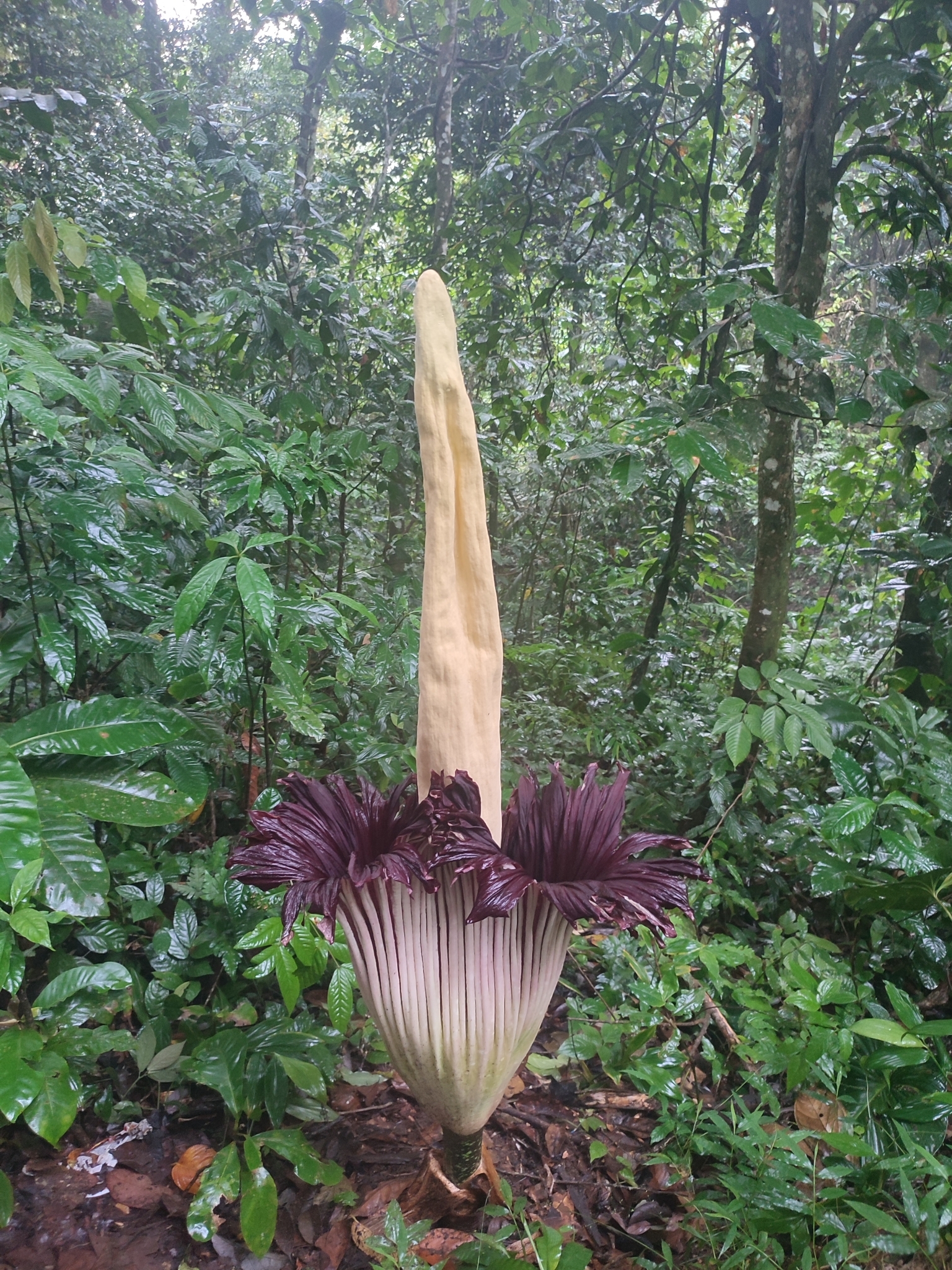 Amorphophallus titanum