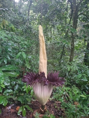 Аморфофаллус огромный (Amorphophallus titanum): происхождение и применение — фото 2