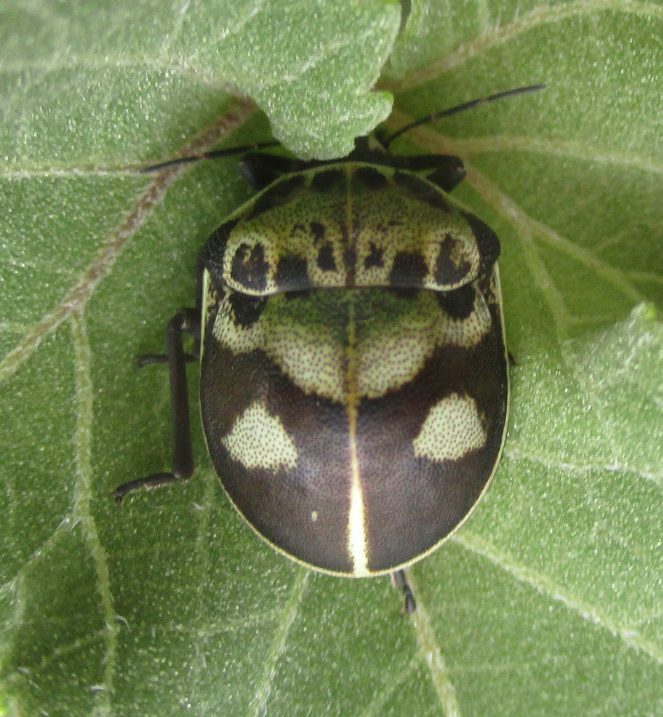 Common Voodoo Shieldbug from Serowe Botswana on April 7, 2024 by ...