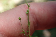 Sagina decumbens