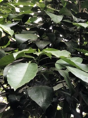 Dendropanax arboreus