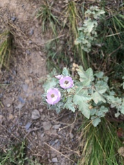 Tarasa hornschuchiana