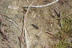 Pseudoscaeva diversifasciata