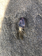 Eucheilota bakeri