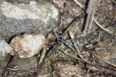 Pseudoscaeva diversifasciata