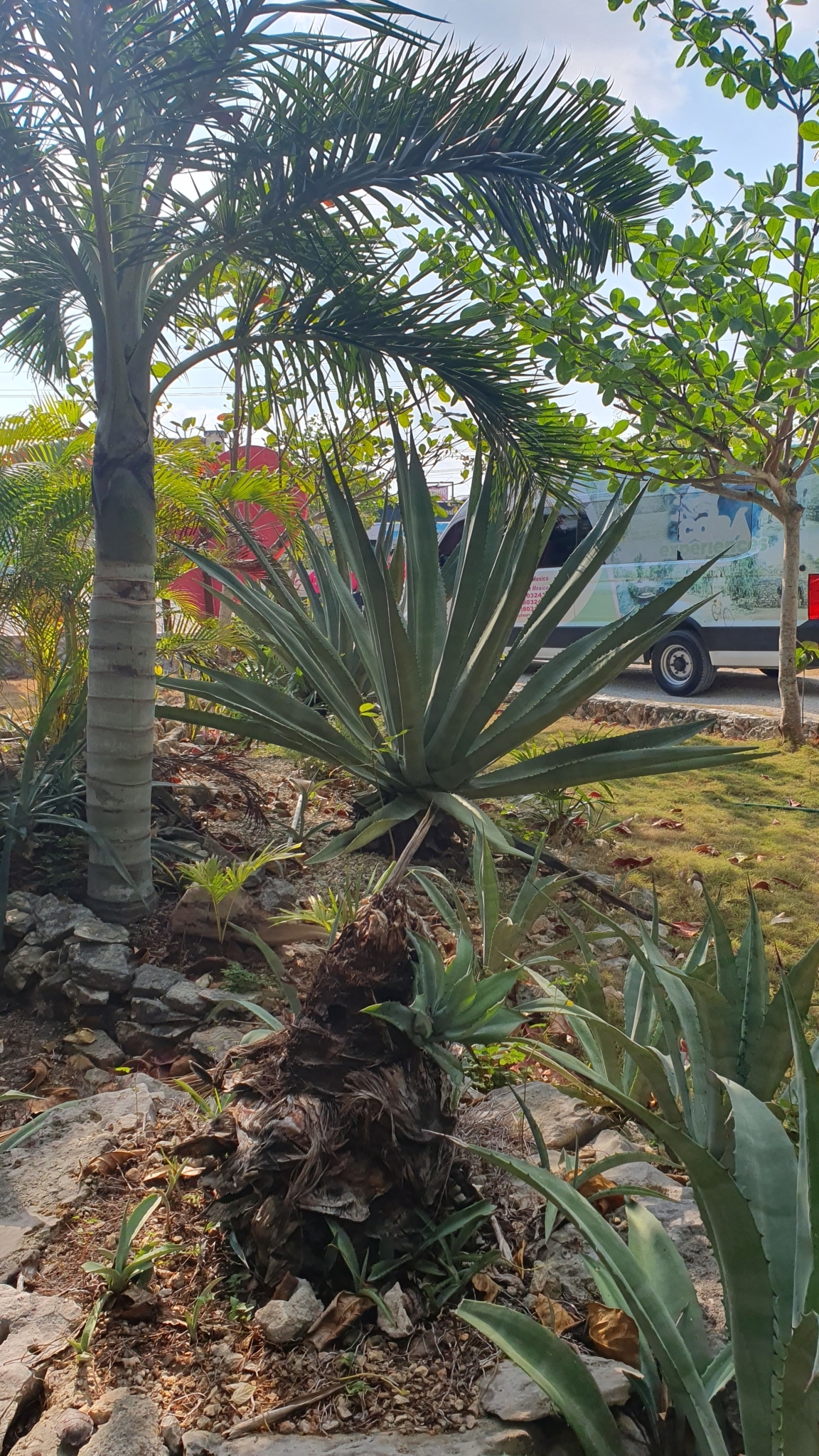 Imagem de Agave-azul