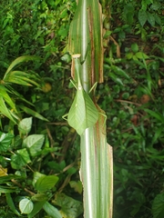Pseudoxyops