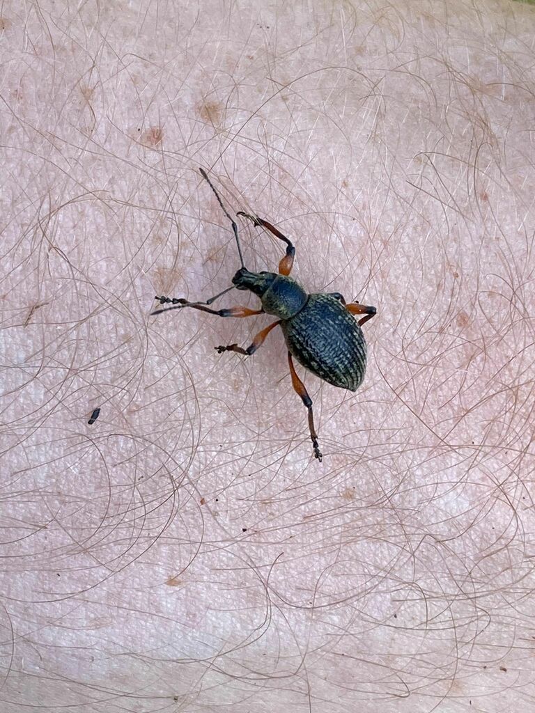 Otiorhynchus sensitivus