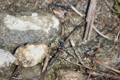 Pseudoscaeva diversifasciata