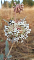 Asclepias glaucescens