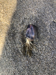 Eucheilota bakeri
