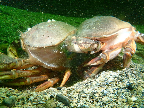 Dungeness Crab, photo 6 of 10