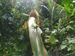 Pseudoxyops