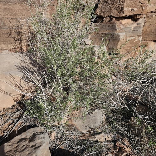 Image of Lycium pallidum by (c) Indio Brown, some rights reserved (CC BY)