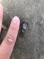 Eucheilota bakeri