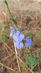 Salvia reptans
