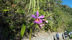 Sobralia dichotoma