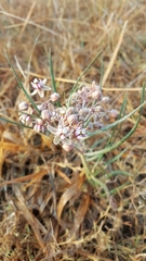 Asclepias fournieri