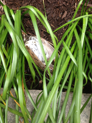 Hylocichla mustelina