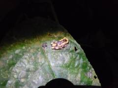 Dendropsophus leucophyllatus