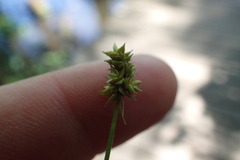 Carex leavenworthii
