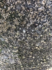Balanomorpha
