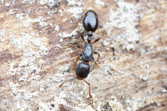 Leptothorax