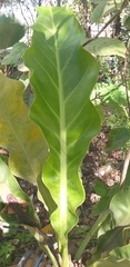 Anthurium schlechtendalii