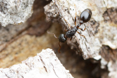 Leptothorax
