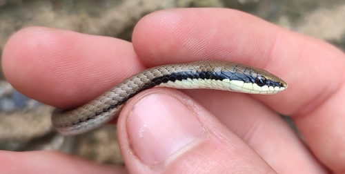 Malayan Ringneck