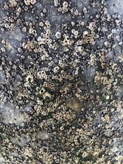 Balanomorpha