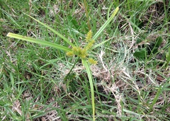 Cyperus hermaphroditus