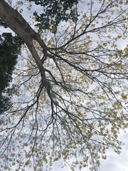 Handroanthus chrysanthus