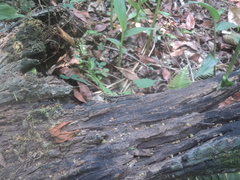 Anolis tropidonotus