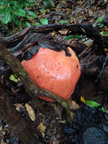 Image of Rafflesia arnoldi by (c) Samuel GUIRAUDOU, some rights reserved (CC BY)
