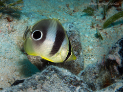 Foureye Butterflyfish photo 2