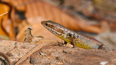 Andaman Grass Skink photo 3