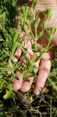 Hedeoma reverchonii