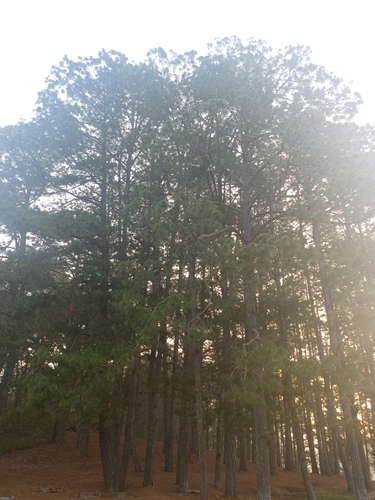 Image of Pinus maximinoi by (c) Juan Cruzado Cortés, some rights reserved (CC BY)