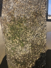 Balanomorpha