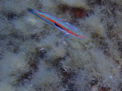 Rainbow wrasse