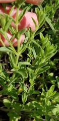 Hedeoma reverchonii