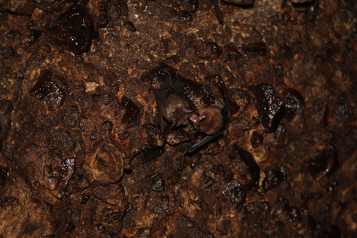 Horsfield's Leaf-nosed Bat