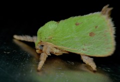 Thespea bicolor